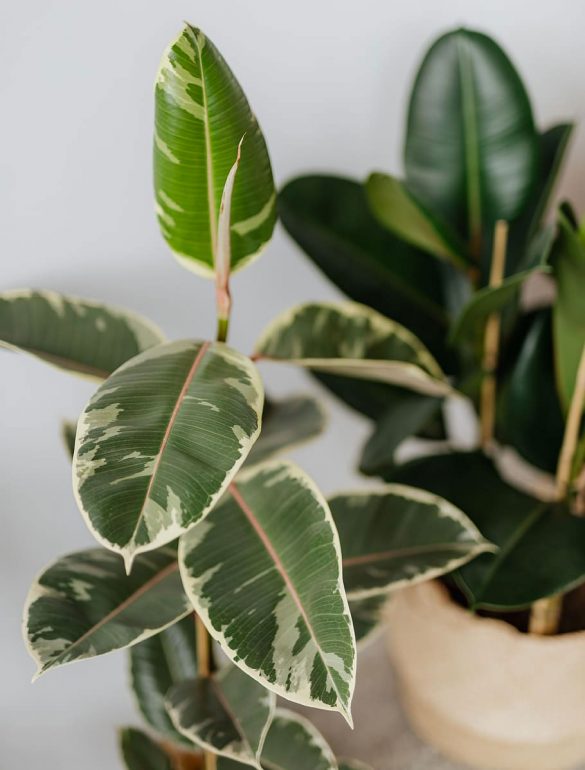 ficus elastica 585x770