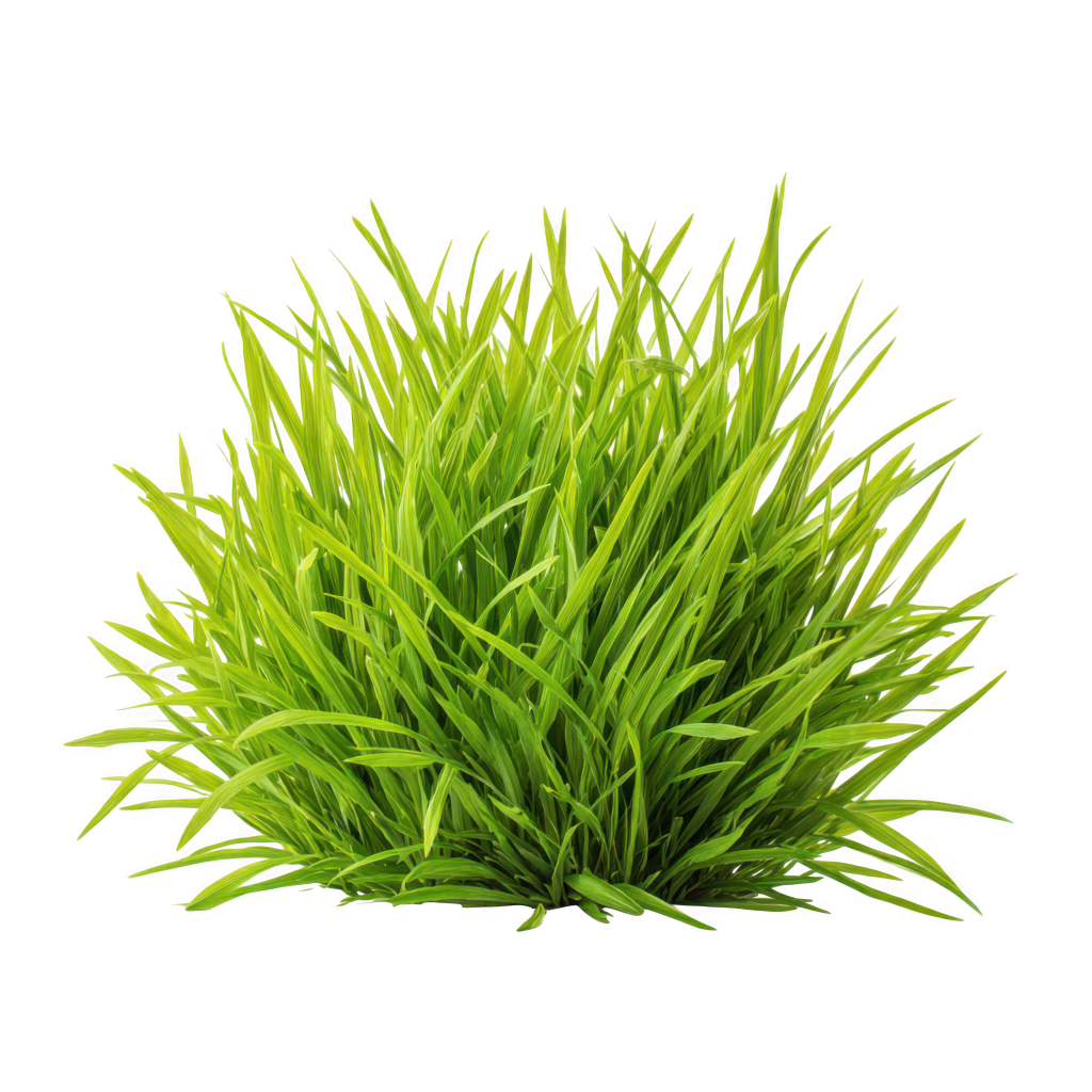 —pngtree—green grass clump isolated on 21190580