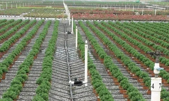 تركيب شبكات الري بالتنقيط بالرياض شبكات الري بالتنقيط بالرياض للمزارع والحدائق